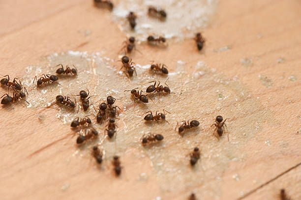 Best Bed Bug Extermination  in East Providence, RI