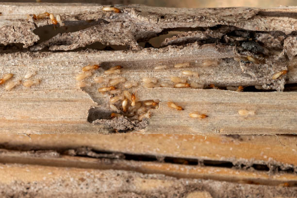 Best Flea Control Services  in East Providence, RI