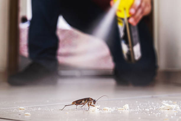 Best Insect Control  in East Providence, RI