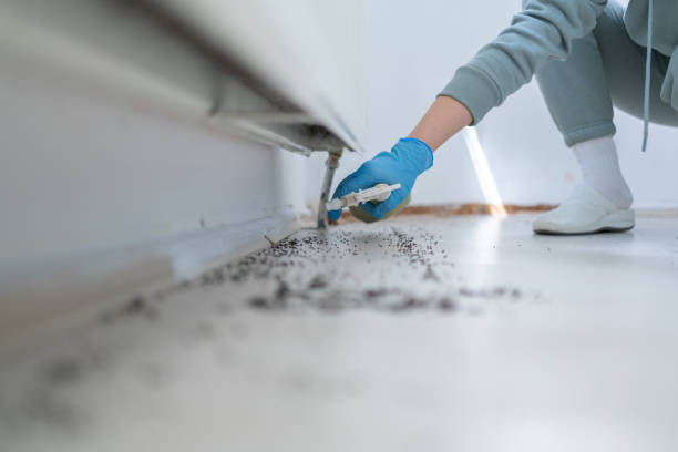 Best Local Pest Control Services  in East Providence, RI
